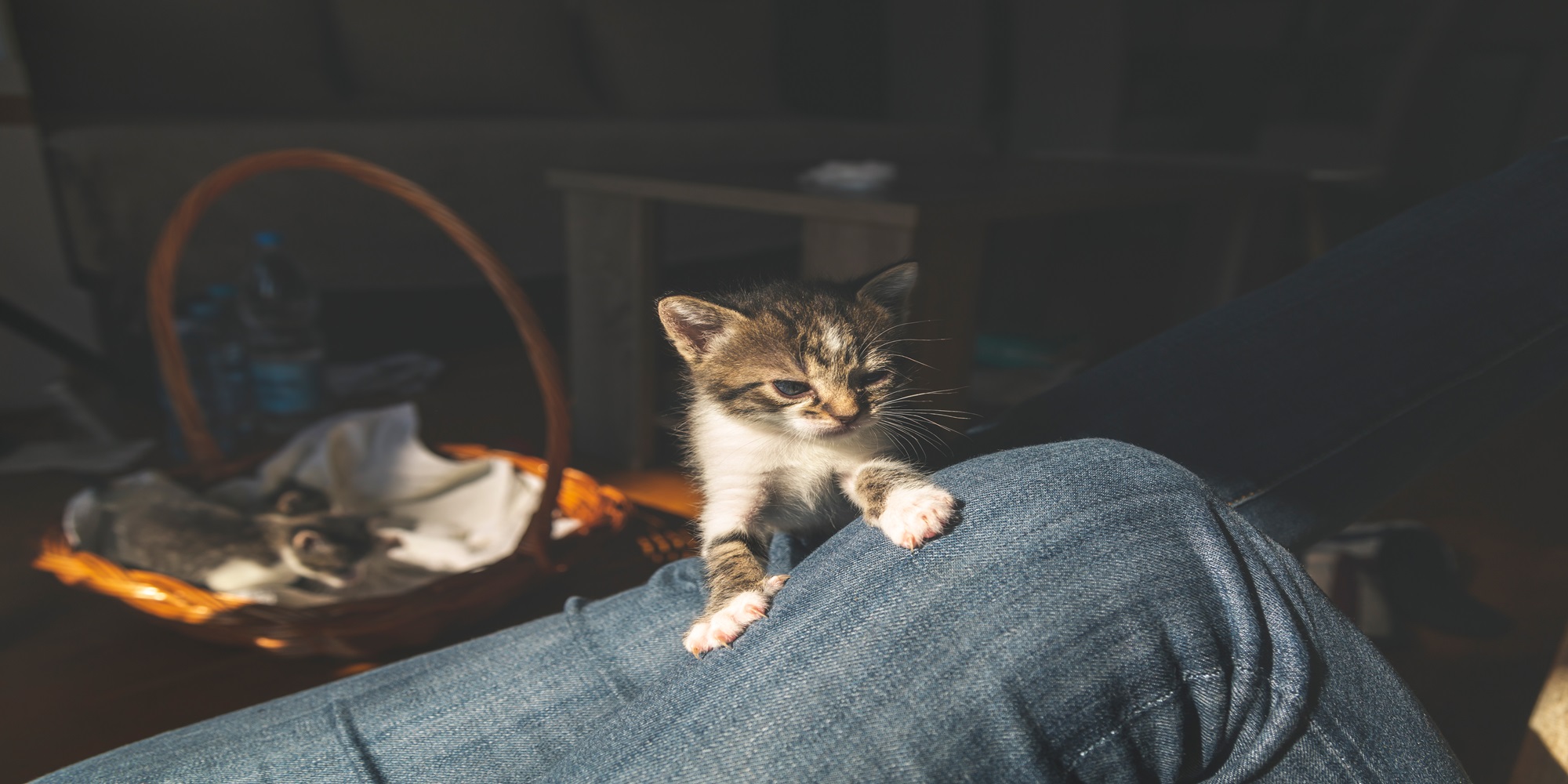 Kitten springt op schoot.jpg
